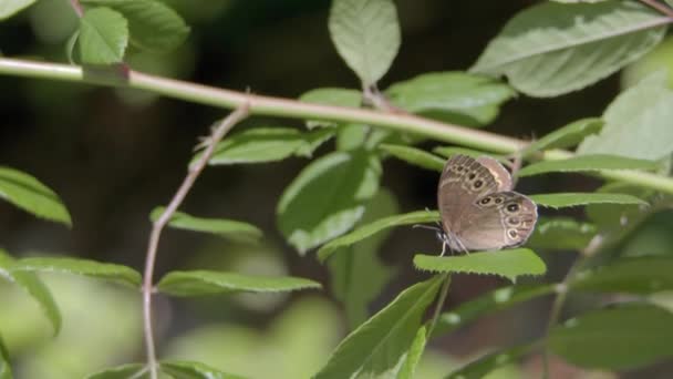Brown Eyed Large Eyed Large Eyed Lopinga Achine Species Butterflies — Stock video