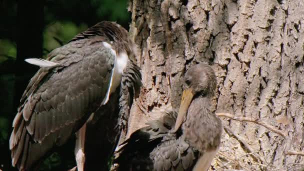 Black Stork Ciconia Nigra Bird Stork Family Listed Red Book — Video Stock