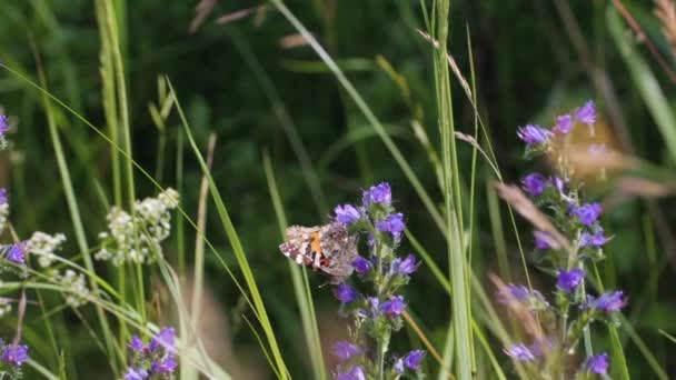 Der Schmetterling Urticaria Sammelt Nektar Aus Wildblumen Die Flügel Sind — Stockvideo