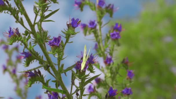 Buckthorn Veya Limon Otu Lat Gonepteryx Rhamni Beyaz Sinekgiller Familyasından — Stok video