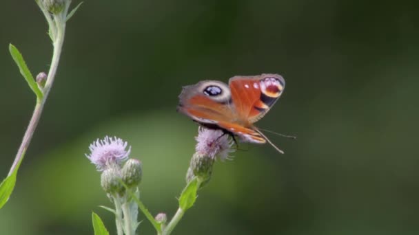 Глаз Павлина Лат Aglais Дневная Бабочка Семейства Nymphalidae Nymphalinae Древние — стоковое видео