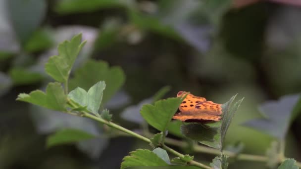 Farfalla Orticaria Raccoglie Nettare Dai Fiori Selvatici Ali Sono Rosso — Video Stock