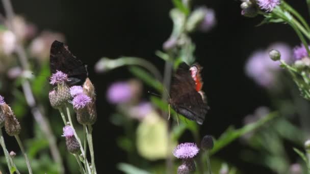 Tavus Kuşu Gözü Lat Aglais Nymphalidae Nymphalinae Familyasından Bir Kelebek — Stok video
