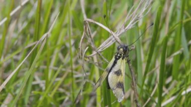 Ascalaphus mottled, or bulavouska mottled, or golden-haired butterfly (Libelloides macaronius). The color of the wings is mainly yellow. The wings are webbed, transparent at the top, with dark spots.