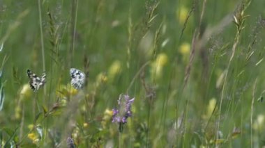 The mottled-eyed galatea, or galatea (Melanargia galathea) is a species of day butterflies. On the upper side of the wing there is a black-and-white pattern similar to a chessboard.