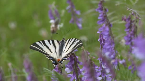 Motyl Żaglowiec Lub Machaon Papilio Machaon Jest Duży Kolorowy Motyl — Wideo stockowe