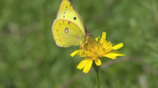 Buckthorn Neboli Citronová Tráva Lat Gonepteryx Rhamni Denní Motýl Čeledi — Stock video