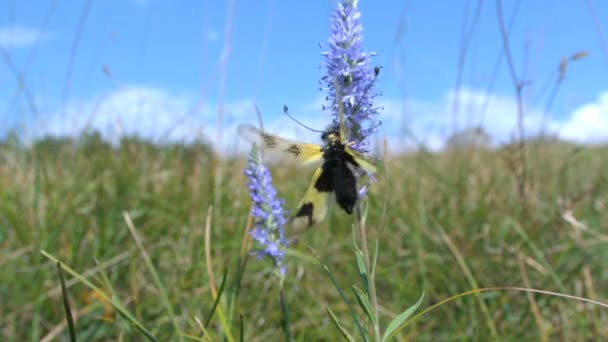 Ascalaphus Mottled Bulavouska Mottled Golden Haired Butterfly Libelloides Macaronius Color — Stock video