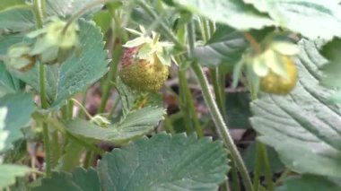 Ormanın ilk çilekleri yabani çilekler. 