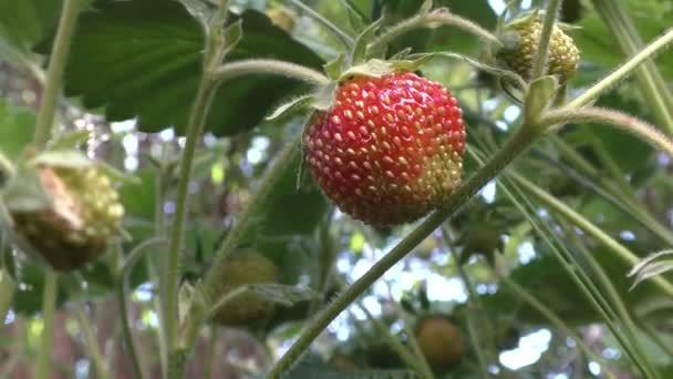 Las Primeras Bayas Del Bosque Fresas Silvestres Nombre Fresas Silvestres — Vídeos de Stock
