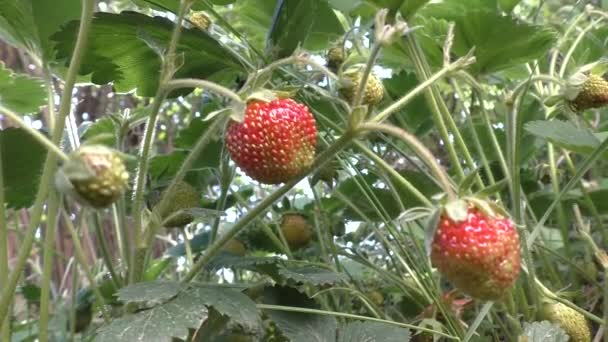 Las Primeras Bayas Del Bosque Fresas Silvestres Nombre Fresas Silvestres — Vídeos de Stock