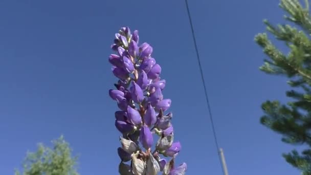 Lupin Lub Fasola Wilcza Lupinus Rodzaj Roślin Rodziny Legume Fabaceae — Wideo stockowe