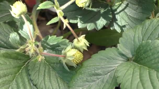 Las Primeras Bayas Del Bosque Fresas Silvestres Nombre Fresas Silvestres — Vídeos de Stock