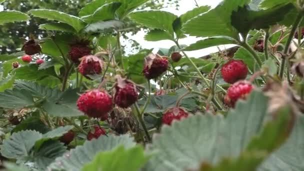 Las Primeras Bayas Del Bosque Fresas Silvestres Nombre Fresas Silvestres — Vídeos de Stock