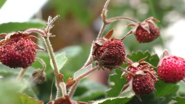 Las Primeras Bayas Del Bosque Fresas Silvestres Nombre Fresas Silvestres — Vídeos de Stock