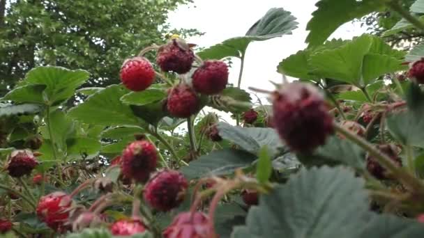 Primeiras Bagas Floresta Morangos Selvagens Nome Morangos Selvagens Foi Chamado — Vídeo de Stock