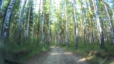 Orman yolu ağaçlar ve çam ağaçları arasında karışık bir orman boyunca esiyor..