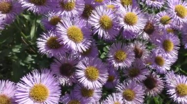 Aster alpinus ya da Aster false (Aster alpinus), Aster familyasından bir bitki türü. Taksonomik adı ilk olarak İsveçli taksonomist Carl Linnaeus tarafından 1753 yılında yayınlanmıştır..