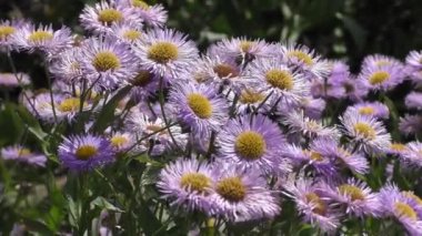Aster alpinus ya da Aster false (Aster alpinus), Aster familyasından bir bitki türü. Taksonomik adı ilk olarak İsveçli taksonomist Carl Linnaeus tarafından 1753 yılında yayınlanmıştır..