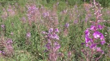 Ivan-tea narrow-leaved, or Koporsky tea (Chamaenrion angustifolium) is a perennial herbaceous plant. Ivan-tea is a drink very pleasant to the taste and color, having a powerful healing effect. 