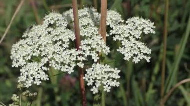 Yarrow (Achillea millea millefolium) uzun ömürlü bir bitkidir. Şifalı, baharatlı, dekoratif ve bal taşıyıcı bitki olarak kullanılır. Kurumuş haliyle kış buketleri yapmak için uygundur..