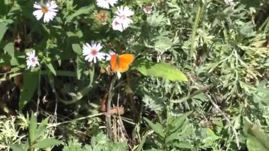 Aster alpinus ya da Aster false (Aster alpinus), Aster familyasından bir bitki türü. Taksonomik adı ilk olarak İsveçli taksonomist Carl Linnaeus tarafından 1753 yılında yayınlanmıştır..