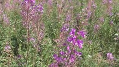 Ivan-tea narrow-leaved, or Koporsky tea (Chamaenrion angustifolium) is a perennial herbaceous plant. Ivan-tea is a drink very pleasant to the taste and color, having a powerful healing effect. 