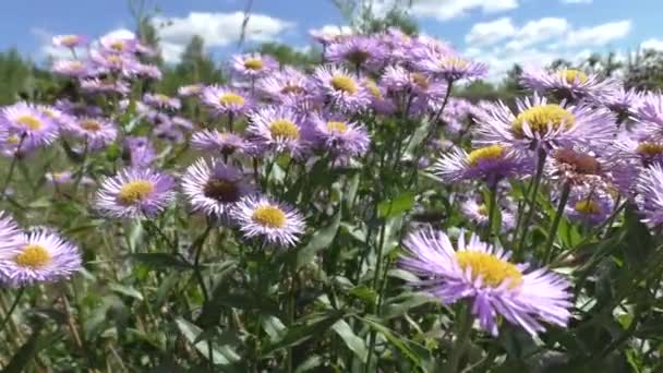 Aster Alpinus Vagy Aster False Aster Alpinus Aster Nemzetséghez Tartozó — Stock videók