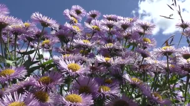 Aster Alpinus Uma Espécie Planta Com Flor Pertencente Família Asteraceae — Vídeo de Stock