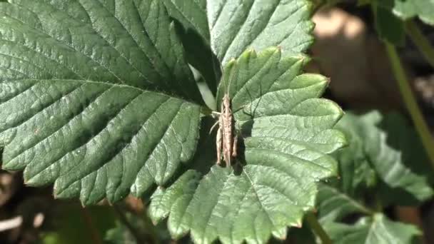 Grasshopper Lat Tettigonioidea Hiding Grass Masking 100 Capable Forming Large — Stock Video