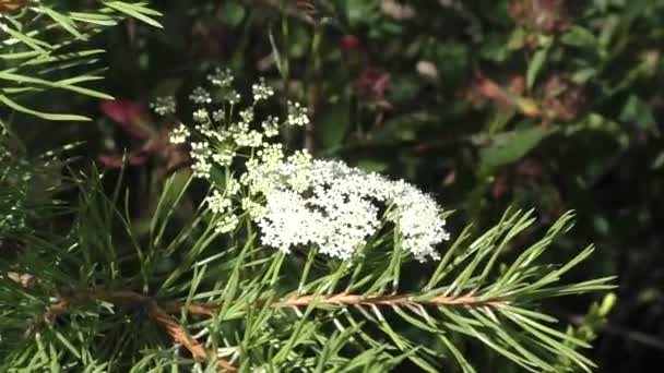 普通纱 Achillea Millefolium 是一种多年生草本植物 用作药用植物 香料植物 装饰植物和蜂蜜植物 在干燥的环境中 适于制作冬季花束 — 图库视频影像
