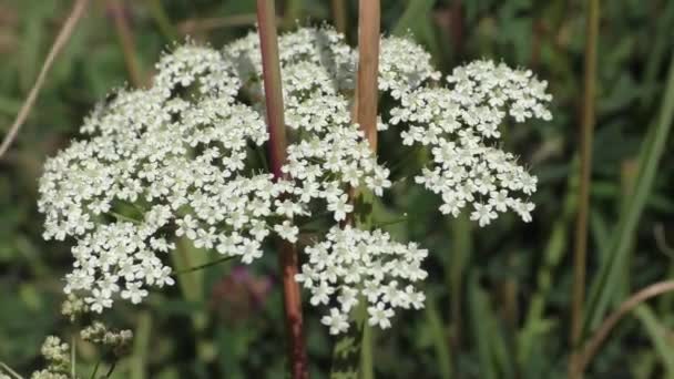 Yarrow Achillea Millea Millefolium Uzun Ömürlü Bir Bitkidir Şifalı Baharatlı — Stok video