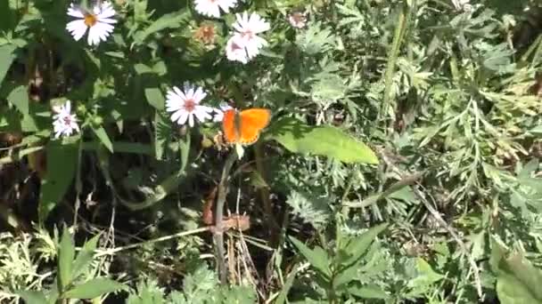 Aster Alpinus Uma Espécie Planta Com Flor Pertencente Família Asteraceae — Vídeo de Stock