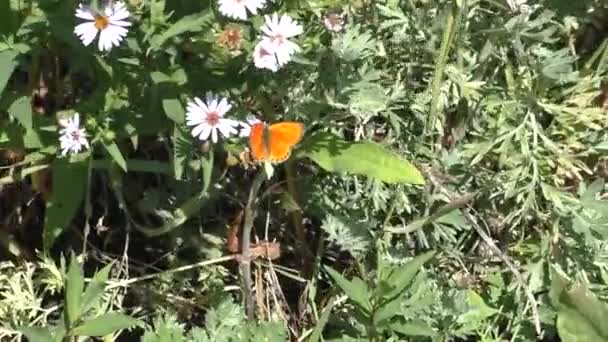 Aster Alpinus Aster False Aster Alpinus Species Dicotyledonous Plants Genus — Stock Video