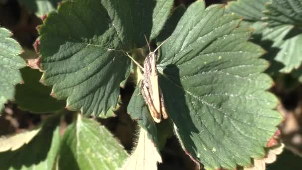 Heuschrecken Lat Tettigonioidea Die Sich Gras Versteckt Maskierung 100 Der — Stockvideo