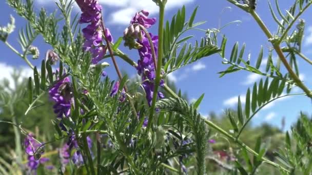 Iván Hoja Estrecha Koporsky Chamaenrion Angustifolium Una Planta Herbácea Perenne — Vídeos de Stock