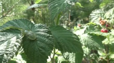 The green bedbug (Acanthosomatidae) is a family of Hemiptera, commonly named 