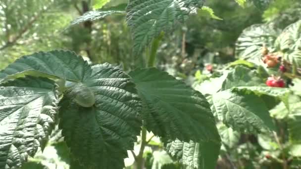 Green Bedbug Acanthosomatidae Family Hemiptera Commonly Named Shield Bugs Family — Stockvideo