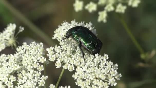 May Beetle Melolontha Common Yarrow Characterized Rather Large Sizes Convex — Stock Video