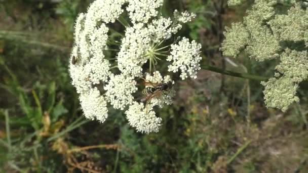 Common Wasp Common Yarrow Differs Other Insects Its Yellow Black — Αρχείο Βίντεο