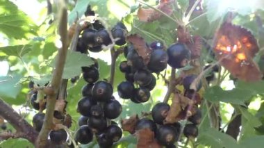 The ripe black currant is ripe for harvesting. Black currant is not only delicious and fragrant, but also useful. Currants are a real storehouse of vitamins.