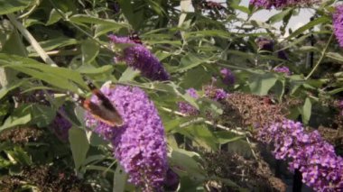 Amiral (Vanessa atalanta) Nymphalidae (Nymphalidae) familyasından bir kelebek türü. Kanatların rengi koyu kahverengidir, bazen neredeyse siyahtır, parlak kırmızı çizgiler ve ön kanatların yakınında beyaz noktalar vardır..