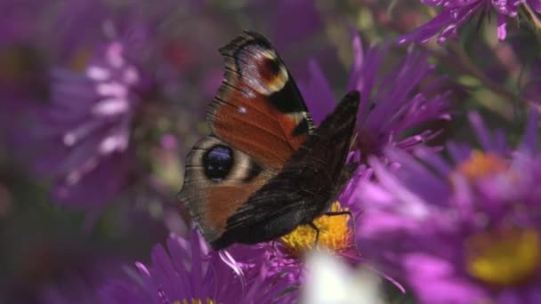 Peacock Eye Lat Aglais Day Butterfly Family Nymphalidae Nymphalinae Ancient — Wideo stockowe