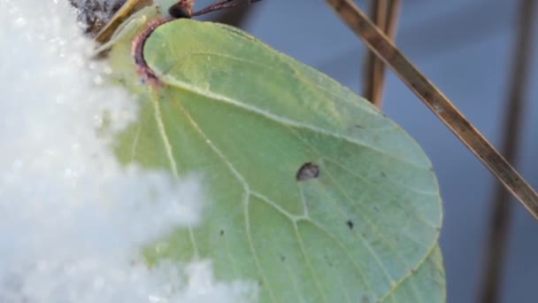 Buckthorn Neboli Citronová Tráva Gonepteryx Rhamni Denní Motýl Čeledi Bílých — Stock video