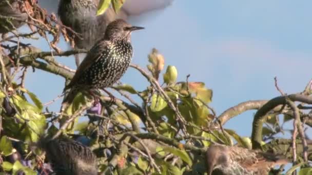 Звичайне Голодування Sturnus Vulgaris Птах Пісень Зовні Розміром Темним Оперенням — стокове відео