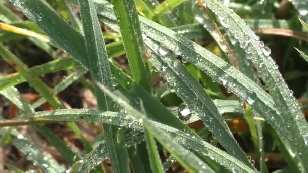 Morgondagg Faller Gnistrande Solens Strålar Sommargräset Det Oftast Möjligt Att — Stockvideo