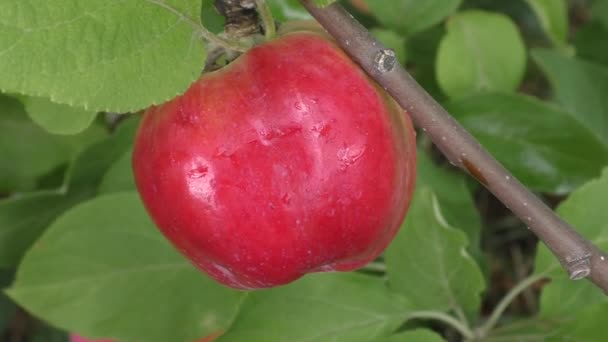 Las Manzanas Rojas Maduran Jardín Cosecha Otoño Frutas Naturales Orgánicas — Vídeos de Stock