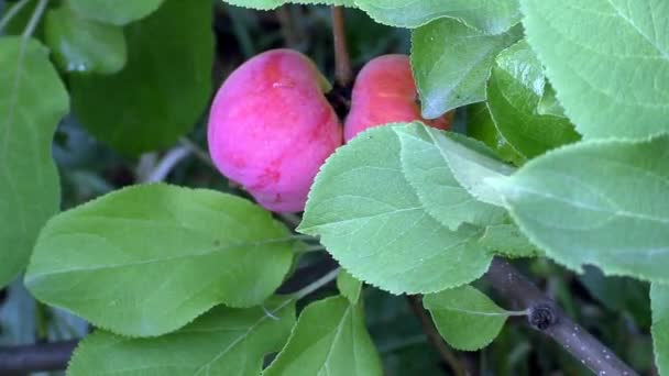 赤いリンゴは庭で熟します 秋の収穫 有機の果物 — ストック動画
