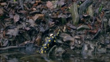 Ateş Semenderi (Lat. Salamandra, kuyruklu bir amfibi cinsidir. Bilimsel adı İranlı Sam 'den geliyor - 