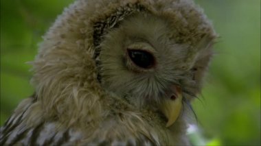 Ural baykuşu (Strix uralensis) büyük bir gece baykuşudur. Gerçek baykuş ailesinin bir üyesidir..